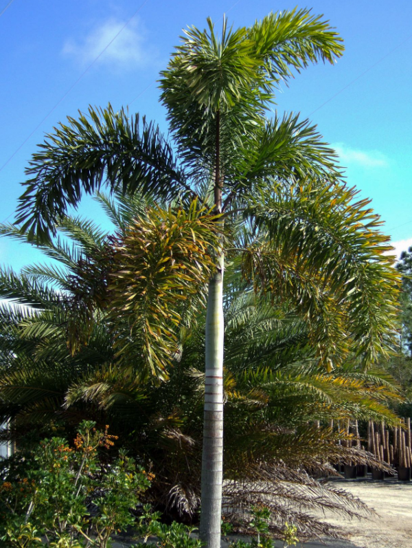 Tanaman Palma yang Tinggi